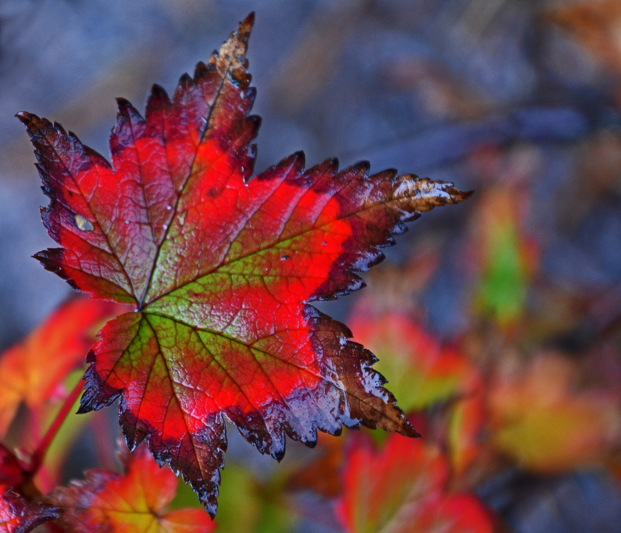 Many colours of autum