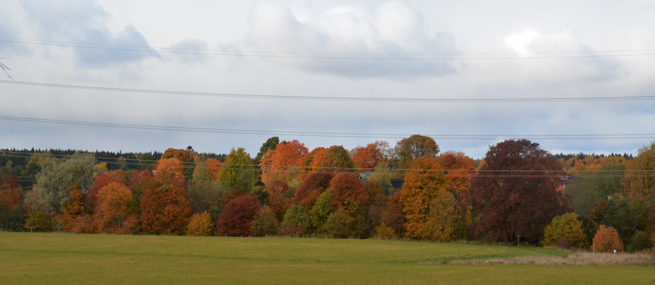 Many colours of autum