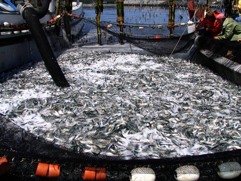 Many Herring