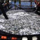 Many Herring