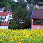 Many Sunflowers in Bad Dürkheim