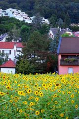 Many Sunflowers in Bad Dürkheim