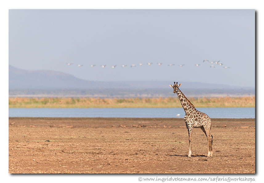 Manyara Dwellers