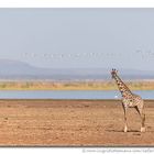 Manyara Dwellers