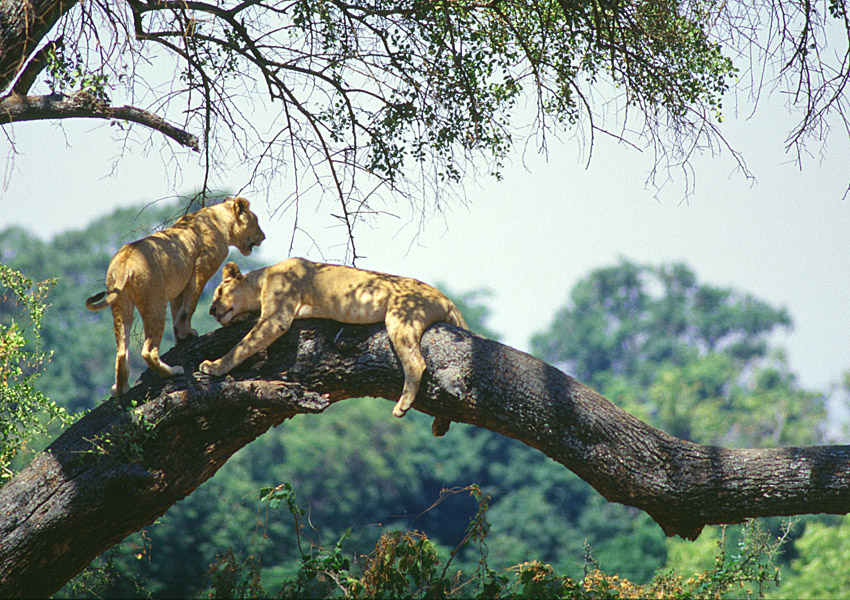 Manyara Park -Tanzania