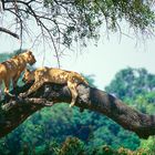 Manyara Park -Tanzania