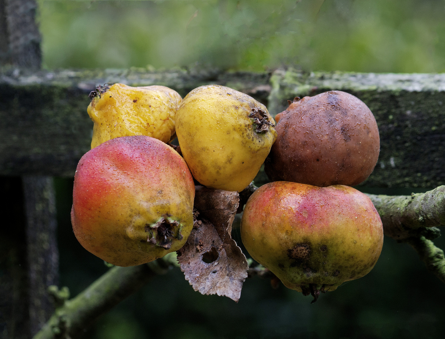 Manzanas