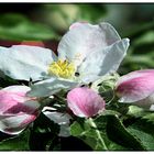 Manzanero en flor II   