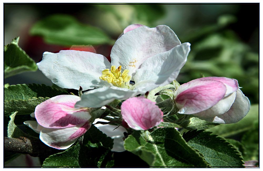 Manzanero en flor II   