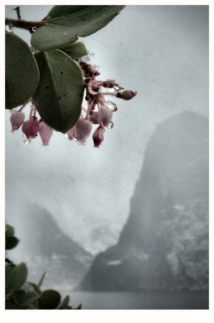 manzanita braving spring snowfall