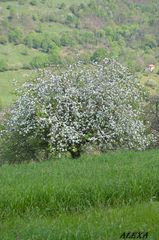 manzano en flor