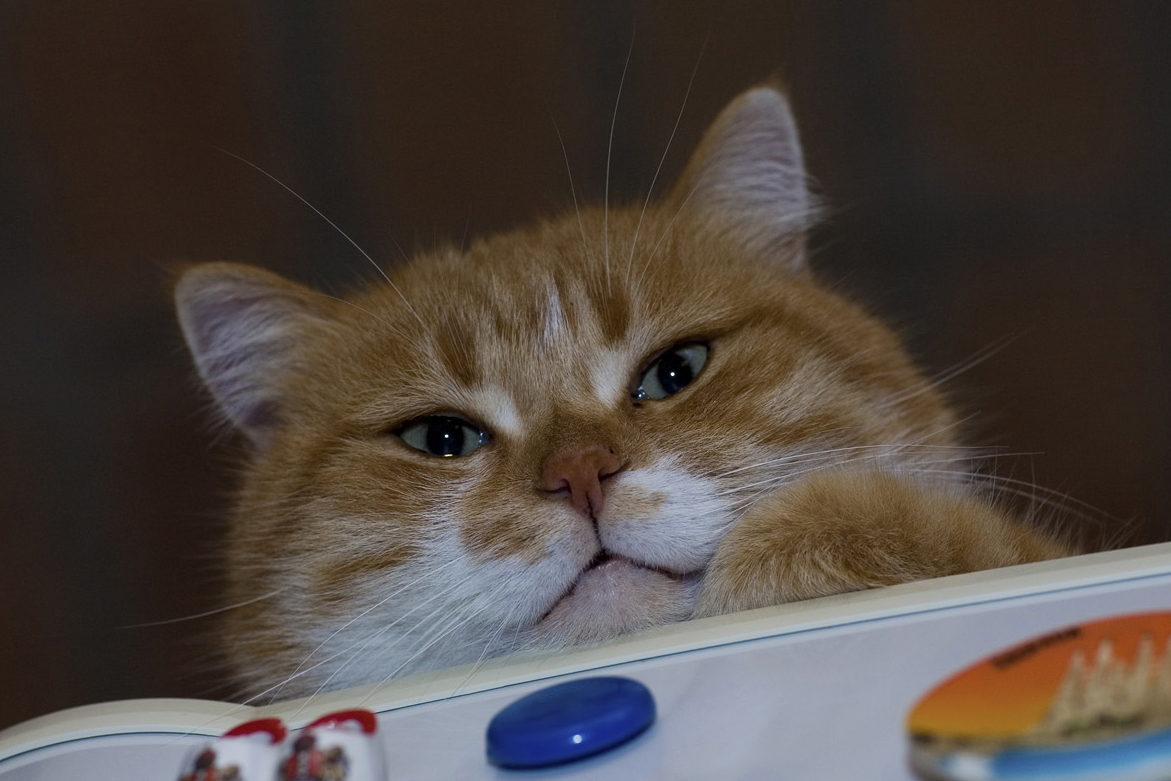 MAO SUL FRIGO / MY CAT MAO ON TOP OF THE FRIDGE