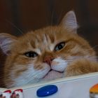 MAO SUL FRIGO / MY CAT MAO ON TOP OF THE FRIDGE