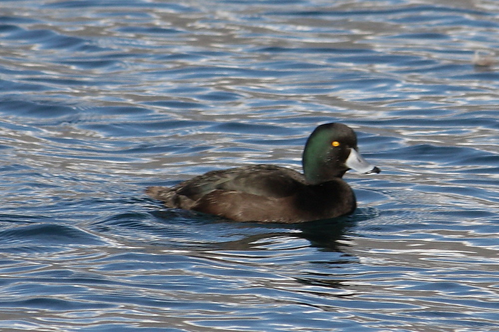 Maori-Ente (Aythya novaeseelandia)