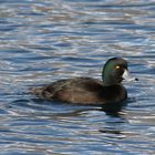 Maori-Ente (Aythya novaeseelandia)