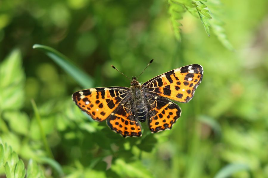 Map (butterfly)  (Araschnia levana)