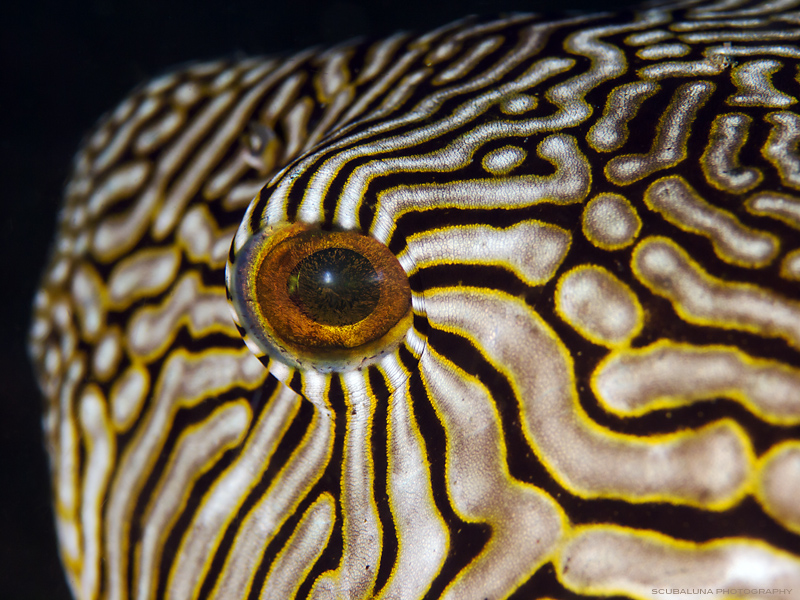 map puffer`s eye