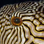 map puffer`s eye