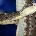 MAPANARE (Bothrops)