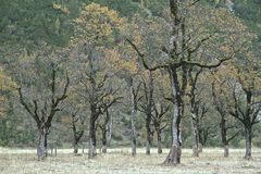 Maple Dancers