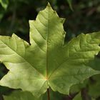 Maple Leaf