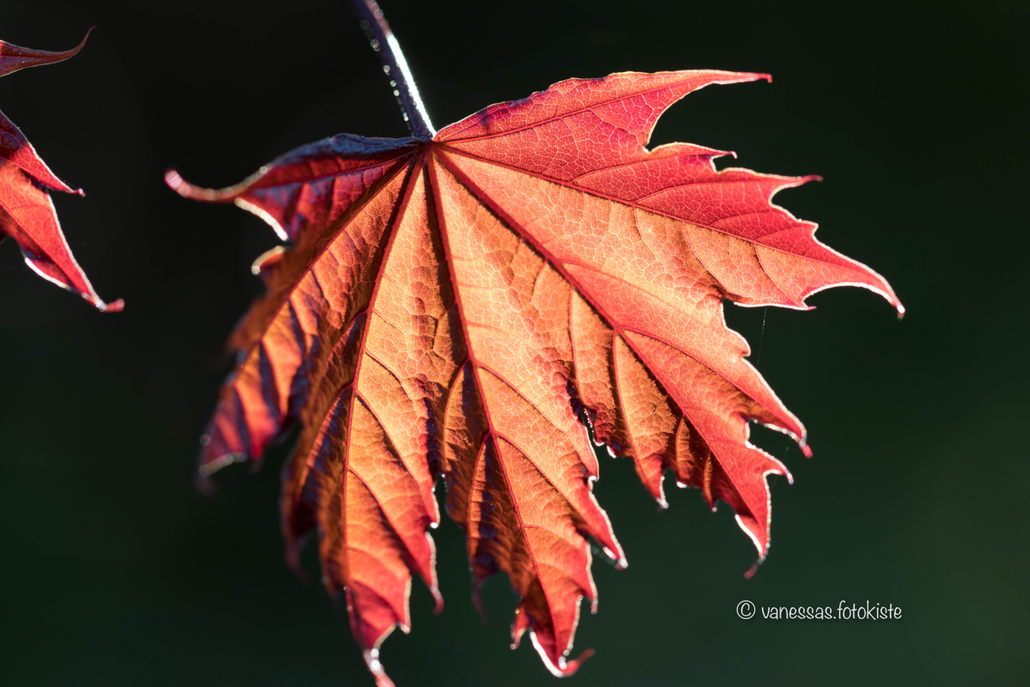 maple leaf