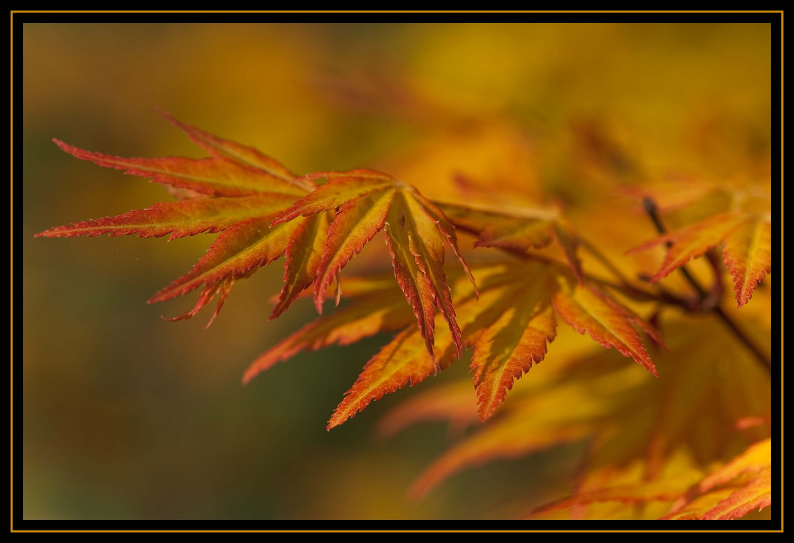 Maple Leaf