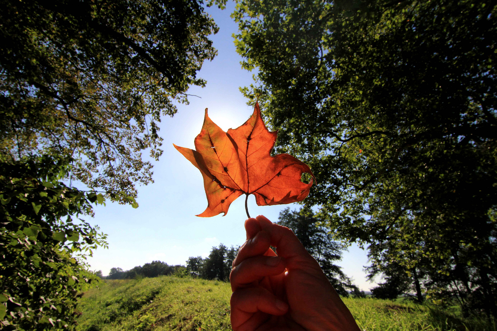 Maple Leaf