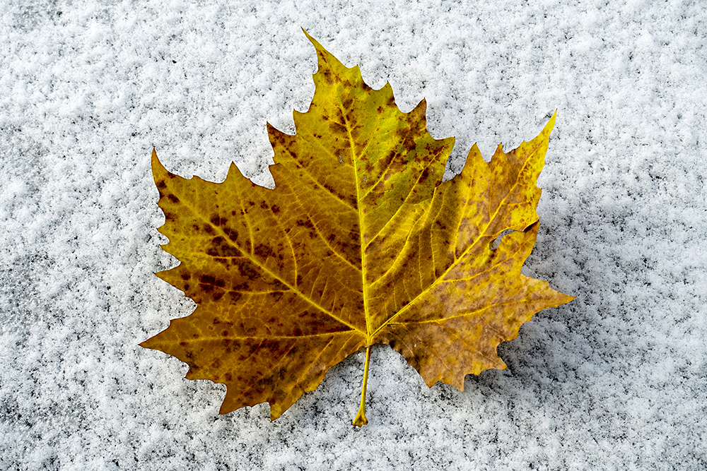 Maple Leaf auf dem ersten Schnee