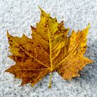 Maple Leaf auf dem ersten Schnee