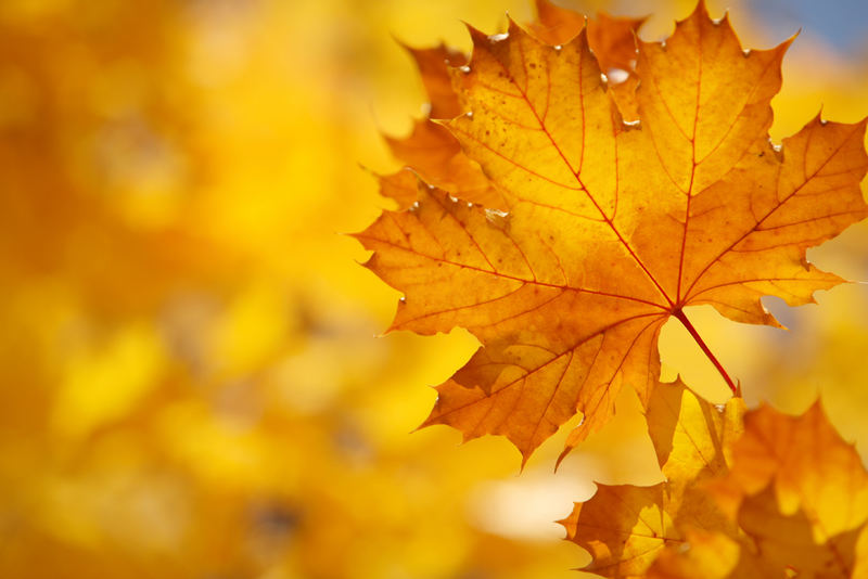 Maple Leaf