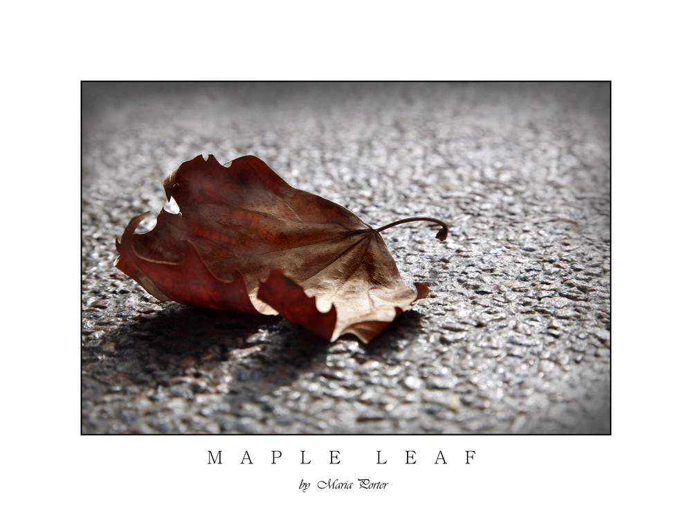 Maple leaf