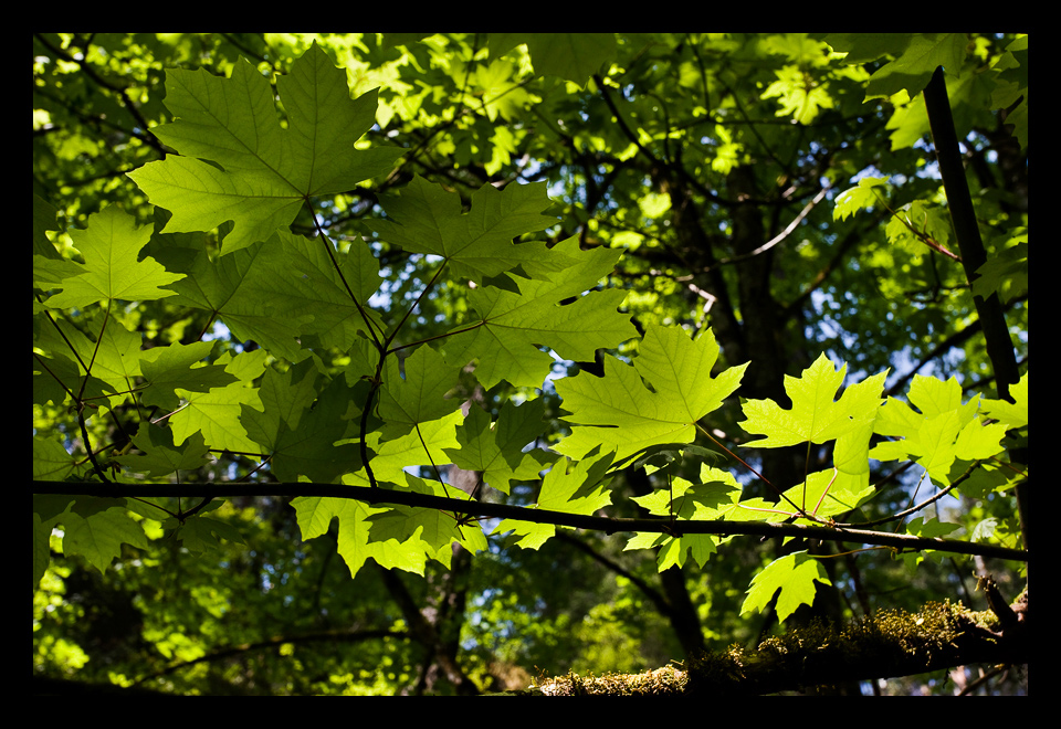 Maple Leafs