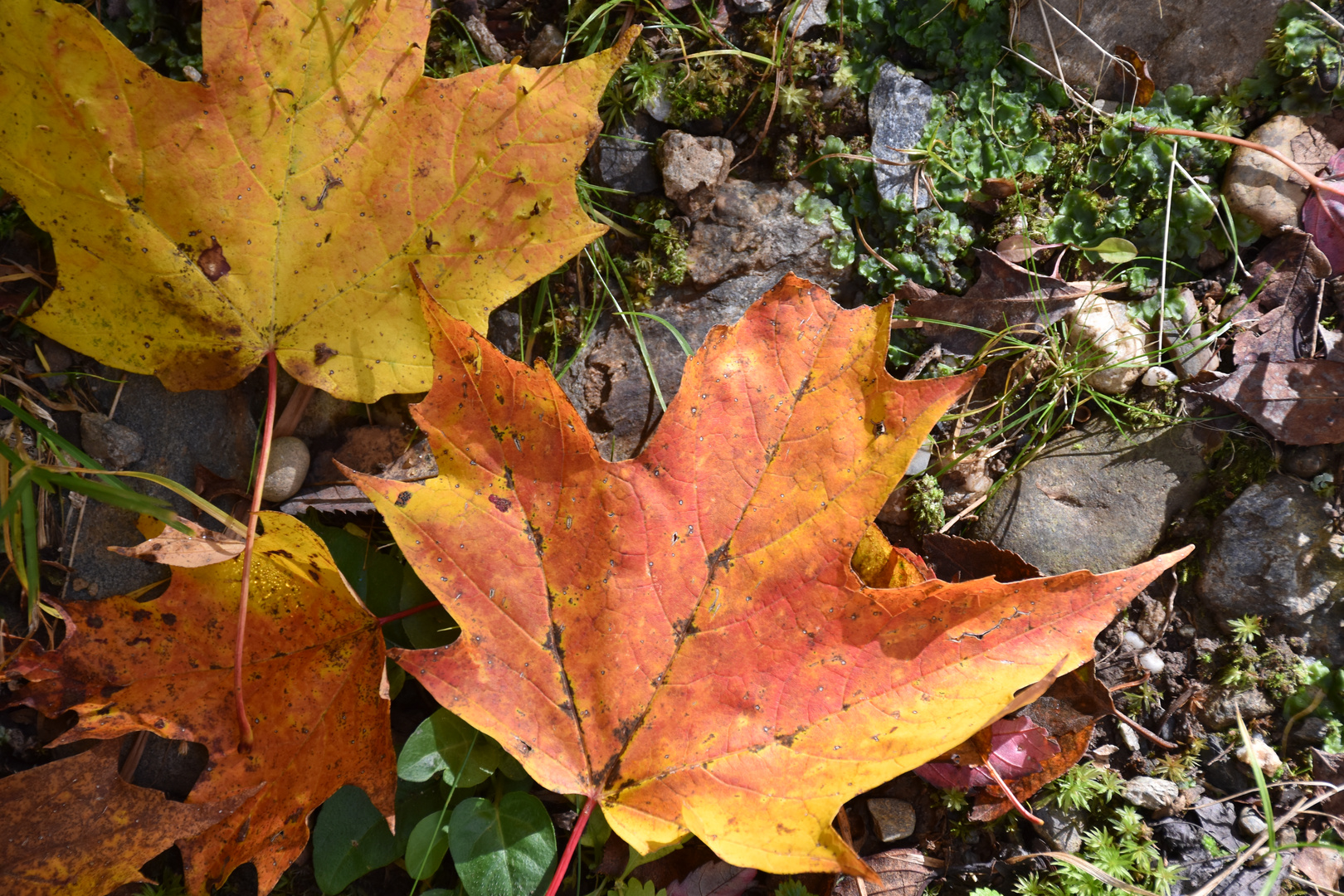 Maple leaves in the fall