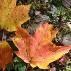 Maple leaves in the fall