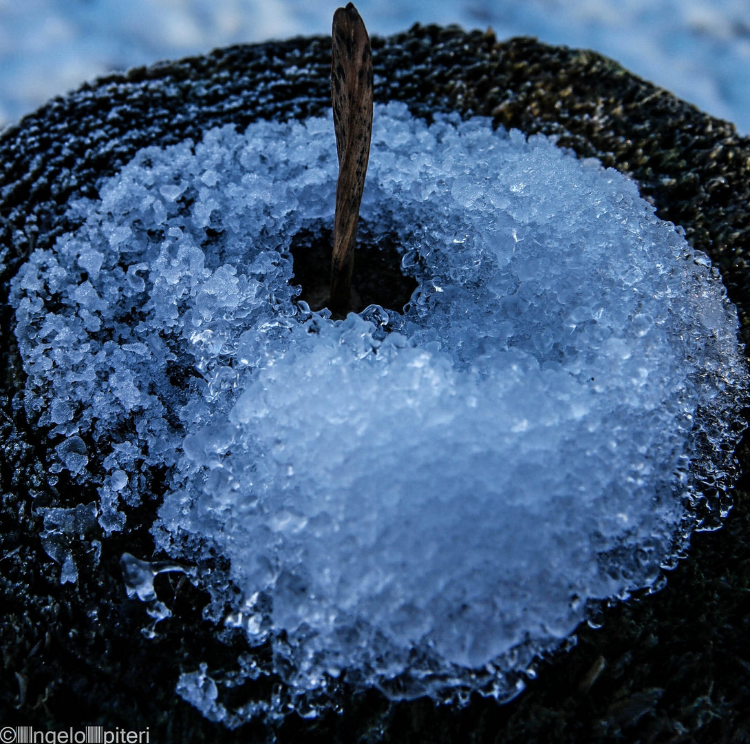 Maple Seed in frosty Hug