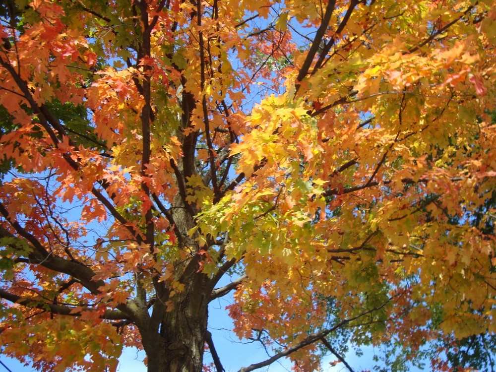 Maple Tree