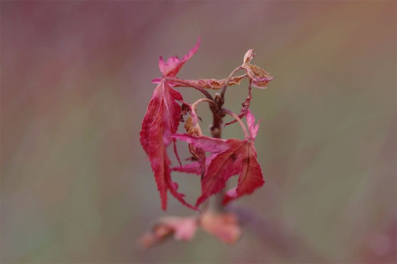 Maple tree in Winter