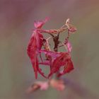 Maple tree in Winter