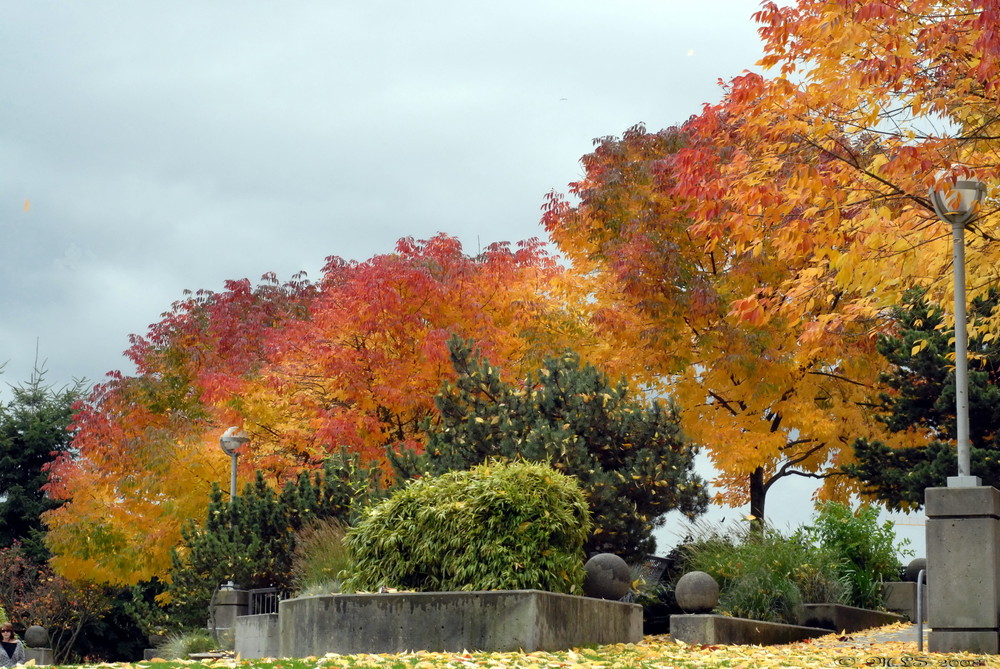 Maplecolor in Autum