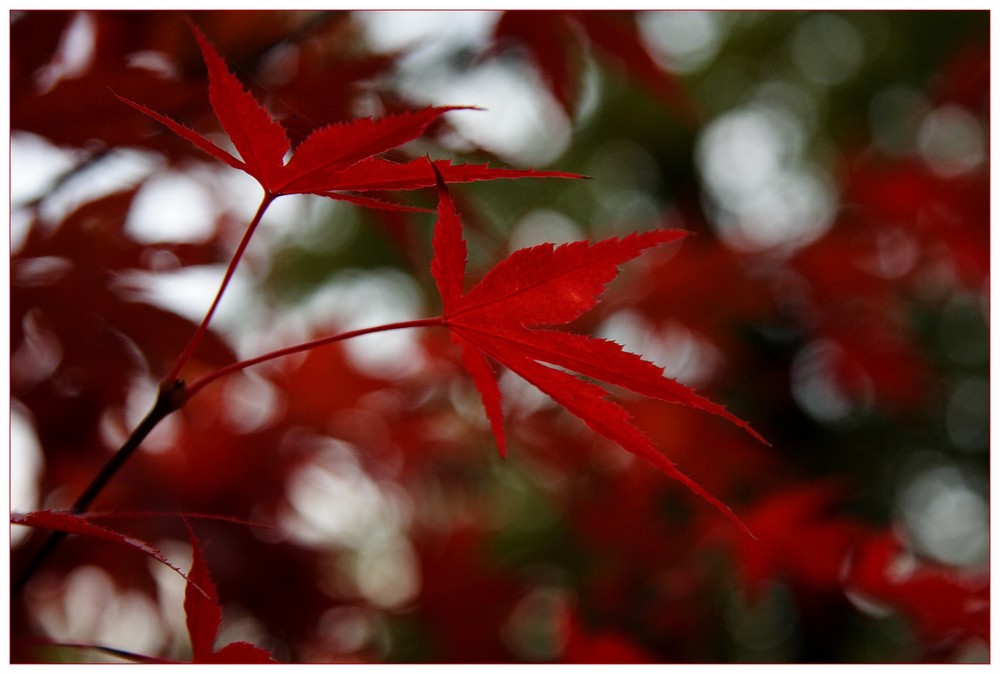 Mapleleaves in red