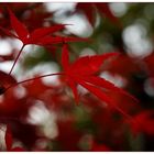 Mapleleaves in red