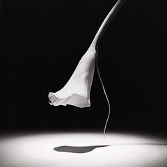 mapplethorpe-calla-lily-1986