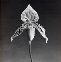 Mapplethorpe - Orchidea - 1988