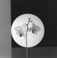 Mapplethorpe - Orchids- 1981.