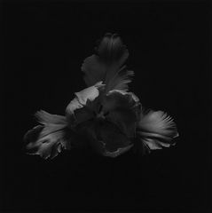 Mapplethorpe - tulip - 1984