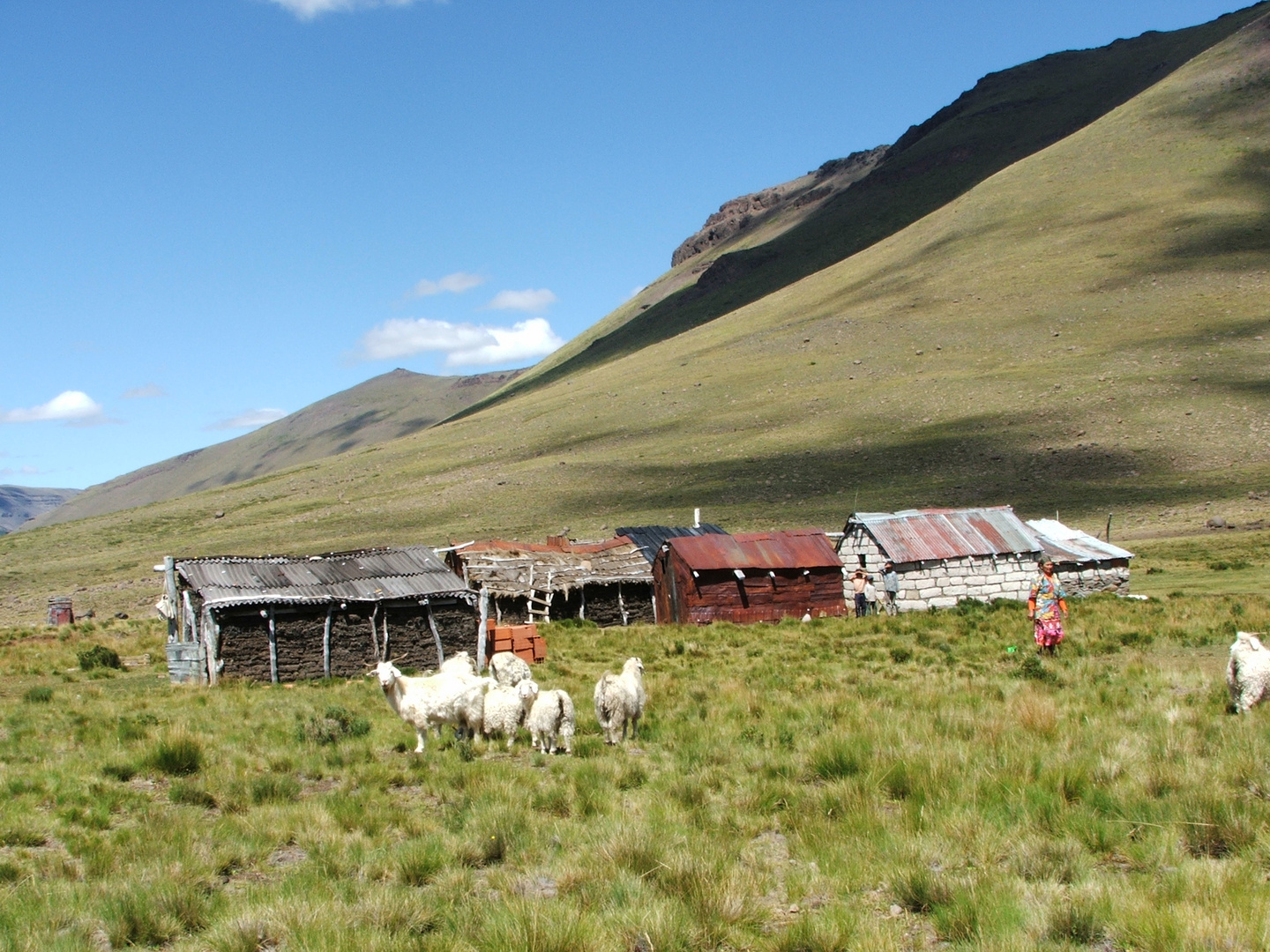 mapuche 1