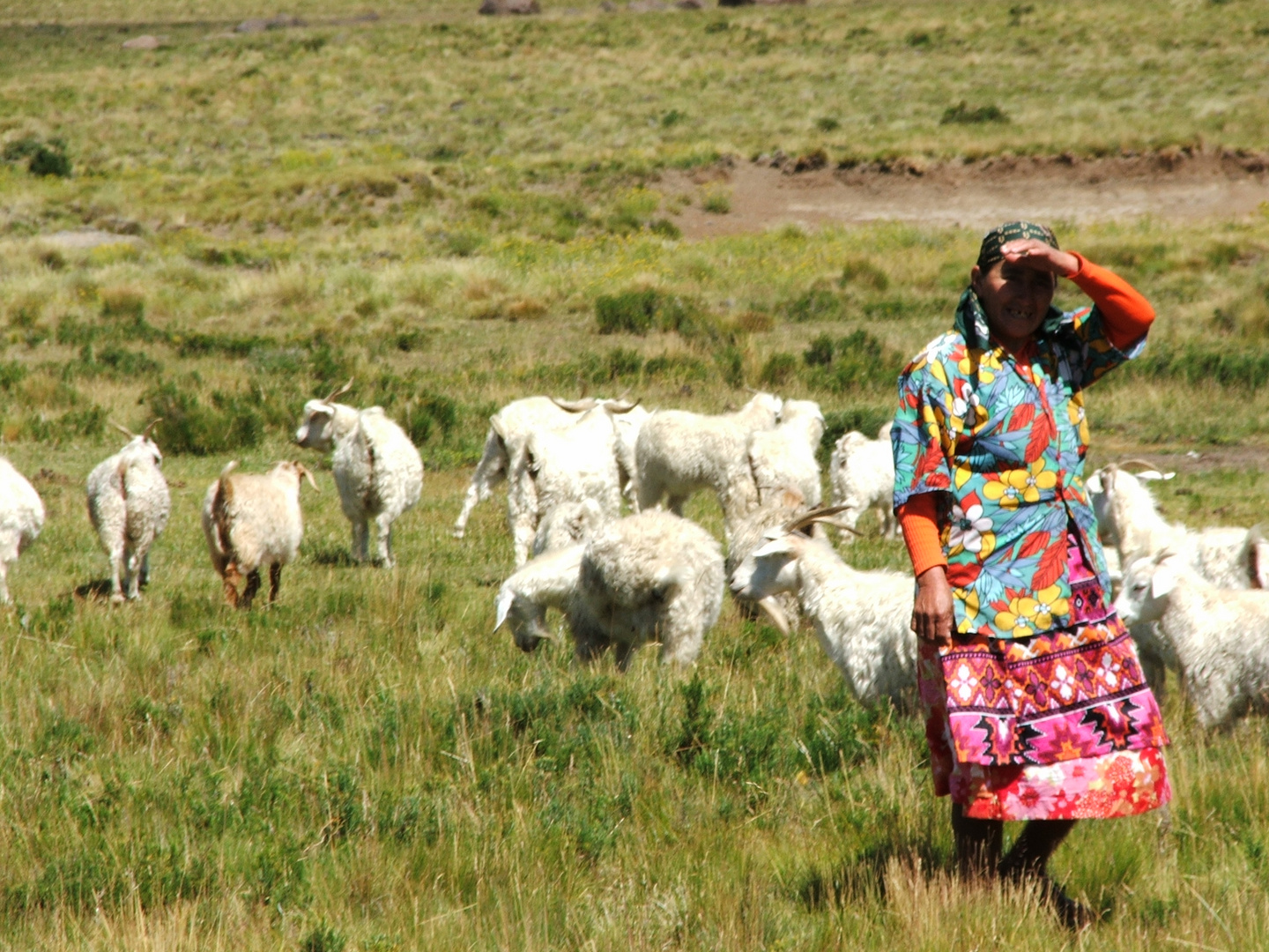 mapuche 2