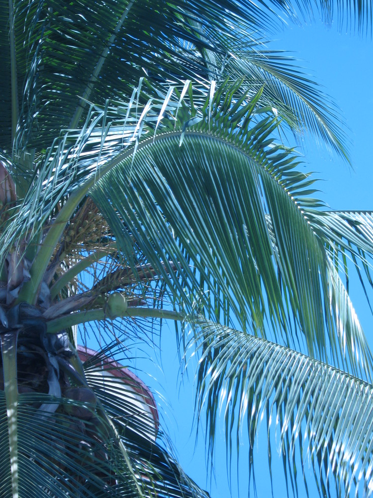 Mar Cielo Azul, Clara Palmera Verde