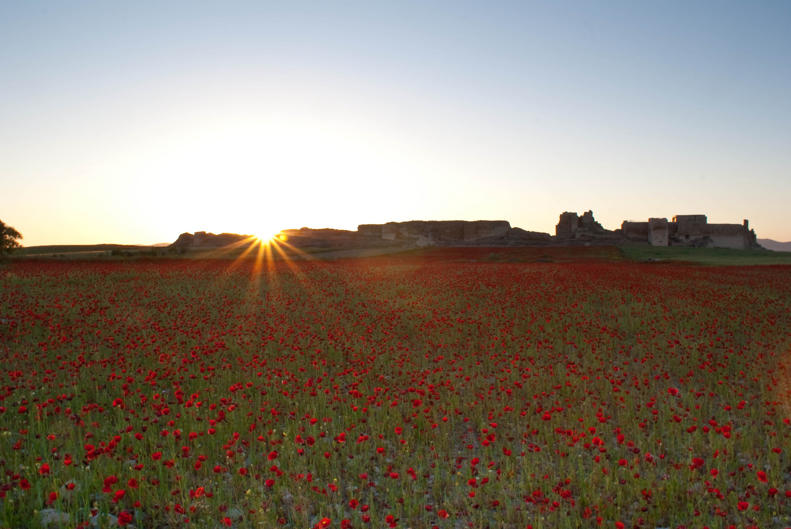 Mar de amapolas